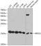 Mediator of RNA polymerase II transcription subunit 21 antibody, GTX66091, GeneTex, Western Blot image 