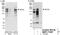 BCL9 Like antibody, NBP1-71907, Novus Biologicals, Western Blot image 