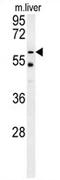 Peroxisomal leader peptide-processing protease antibody, AP54429PU-N, Origene, Western Blot image 
