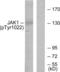 Janus Kinase 1 antibody, abx012546, Abbexa, Western Blot image 