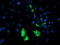 AP2M1 antibody, TA503018, Origene, Immunofluorescence image 