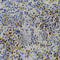 DNA Methyltransferase 3 Beta antibody, A2899, ABclonal Technology, Immunohistochemistry paraffin image 