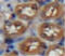 Laminin subunit alpha-1 antibody, OACD05108, Aviva Systems Biology, Immunohistochemistry frozen image 