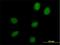HEAT Repeat Containing 9 antibody, H00256957-B01P, Novus Biologicals, Immunofluorescence image 