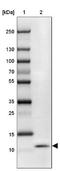 Secreted LY6/PLAUR Domain Containing 1 antibody, NBP2-13351, Novus Biologicals, Western Blot image 