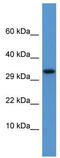 Apolipoprotein F antibody, TA346301, Origene, Western Blot image 