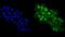 Tumor Protein P63 antibody, PB9152, Boster Biological Technology, Immunofluorescence image 