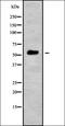 DNA Polymerase Mu antibody, orb336265, Biorbyt, Western Blot image 