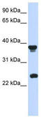 Protein atonal homolog 1 antibody, TA330270, Origene, Western Blot image 