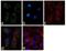 Ferritin Heavy Chain 1 antibody, 701934, Invitrogen Antibodies, Immunofluorescence image 