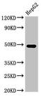 FPS antibody, LS-C677934, Lifespan Biosciences, Western Blot image 