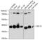 Protein SEC13 homolog antibody, 14-066, ProSci, Western Blot image 