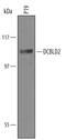 Discoidin, CUB and LCCL domain-containing protein 2 antibody, AF6269, R&D Systems, Western Blot image 
