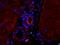 Tumor Necrosis Factor antibody, orb11495, Biorbyt, Immunofluorescence image 