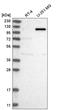 AF4/FMR2 Family Member 4 antibody, HPA029634, Atlas Antibodies, Western Blot image 