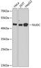 Nuclear migration protein nudC antibody, 22-400, ProSci, Western Blot image 