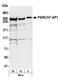 Cullin 9 antibody, A300-097A, Bethyl Labs, Western Blot image 