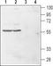 Histamine H4 receptor antibody, TA328667, Origene, Western Blot image 