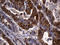 Exportin-2 antibody, LS-C796287, Lifespan Biosciences, Immunohistochemistry paraffin image 