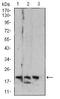CCAAT Enhancer Binding Protein Delta antibody, orb213725, Biorbyt, Western Blot image 