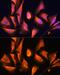 Ras-related protein Rab-21 antibody, GTX64938, GeneTex, Immunofluorescence image 