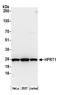 Hypoxanthine-guanine phosphoribosyltransferase antibody, A305-305A, Bethyl Labs, Western Blot image 