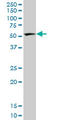 Polypyrimidine Tract Binding Protein 2 antibody, LS-C139297, Lifespan Biosciences, Western Blot image 