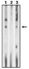 Sphingosine 1-phosphate receptor 1 antibody, AP05083PU-N, Origene, Western Blot image 