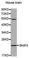 BCL2/adenovirus E1B 19 kDa protein-interacting protein 3 antibody, abx000770, Abbexa, Western Blot image 