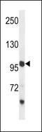 Protocadherin 18 antibody, LS-C163414, Lifespan Biosciences, Western Blot image 