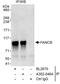 FA Complementation Group B antibody, A302-046A, Bethyl Labs, Immunoprecipitation image 