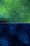 Paired Box 6 antibody, AF8150, R&D Systems, Immunocytochemistry image 