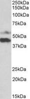 Pyridine Nucleotide-Disulphide Oxidoreductase Domain 1 antibody, MBS423064, MyBioSource, Western Blot image 
