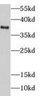DnaJ Heat Shock Protein Family (Hsp40) Member B4 antibody, FNab02450, FineTest, Western Blot image 