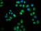 LIM Domain 7 antibody, LS-C680776, Lifespan Biosciences, Immunofluorescence image 
