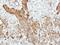 Pancreatic Lipase antibody, LS-C186113, Lifespan Biosciences, Immunohistochemistry frozen image 
