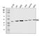 RNA Binding Motif Protein 41 antibody, A14311-1, Boster Biological Technology, Western Blot image 