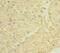 Dermatopontin antibody, LS-C675654, Lifespan Biosciences, Immunohistochemistry paraffin image 