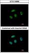 PHD finger protein 6 antibody, GTX116966, GeneTex, Immunofluorescence image 