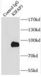 Kinesin Associated Protein 3 antibody, FNab04571, FineTest, Immunoprecipitation image 