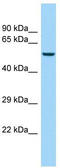 Keratin 85 antibody, TA331267, Origene, Western Blot image 