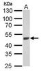 F-box/LRR-repeat protein 3 antibody, NBP1-32979, Novus Biologicals, Western Blot image 