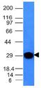 Chymotrypsin Like Elastase 3B antibody, orb388125, Biorbyt, Western Blot image 