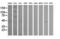 Carboxypeptidase A2 antibody, M06401-1, Boster Biological Technology, Western Blot image 