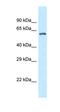 Zinc Finger CCCH-Type Containing 12A antibody, orb331189, Biorbyt, Western Blot image 
