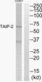 Cysteine And Serine Rich Nuclear Protein 3 antibody, PA5-39590, Invitrogen Antibodies, Western Blot image 