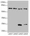 EYA Transcriptional Coactivator And Phosphatase 3 antibody, LS-C675731, Lifespan Biosciences, Western Blot image 