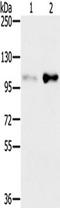 SAFB Like Transcription Modulator antibody, TA351722, Origene, Western Blot image 