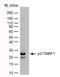 p21 antibody, MCA2325, Bio-Rad (formerly AbD Serotec) , Western Blot image 