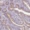 Carbohydrate Sulfotransferase 11 antibody, PA5-62697, Invitrogen Antibodies, Immunohistochemistry frozen image 